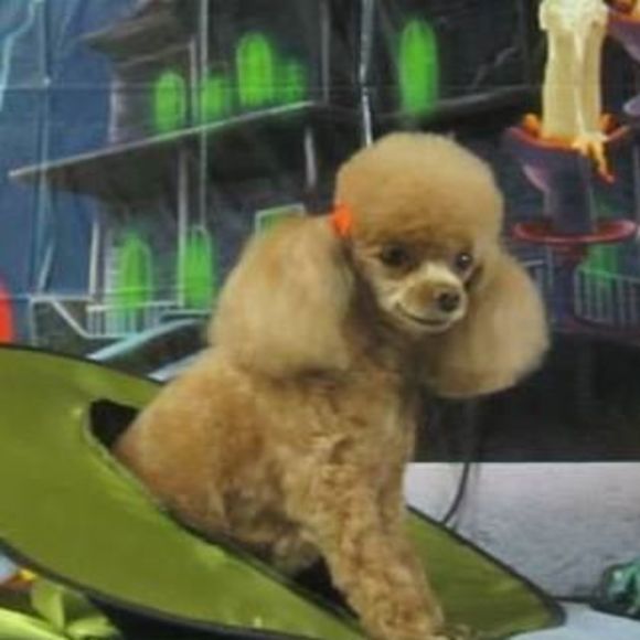 Meet your Posher, Terri - Picture 1 of 1